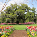 Airlie Gardens