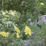 Bowman's Hill Wildflower Preserve