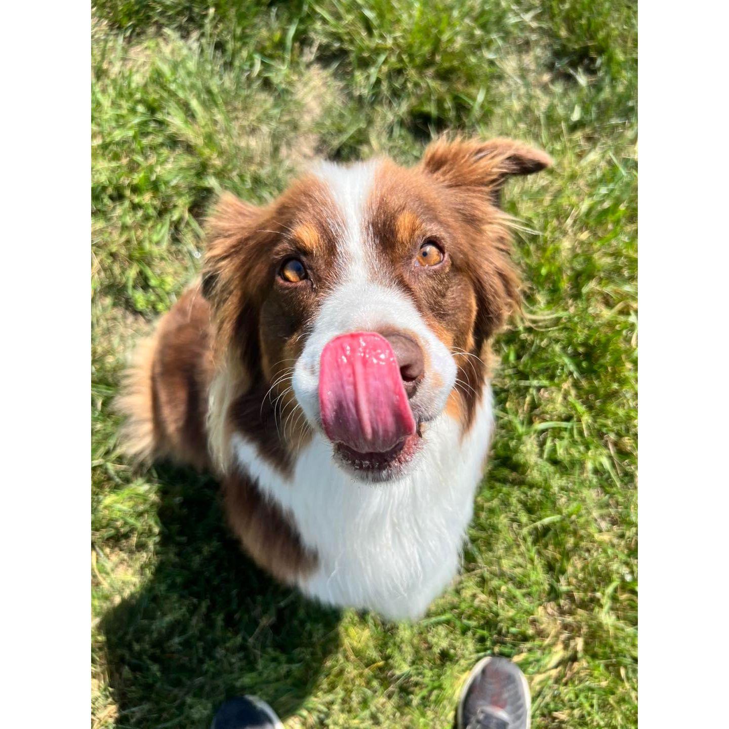Gunner - The most handsome ring-bearer