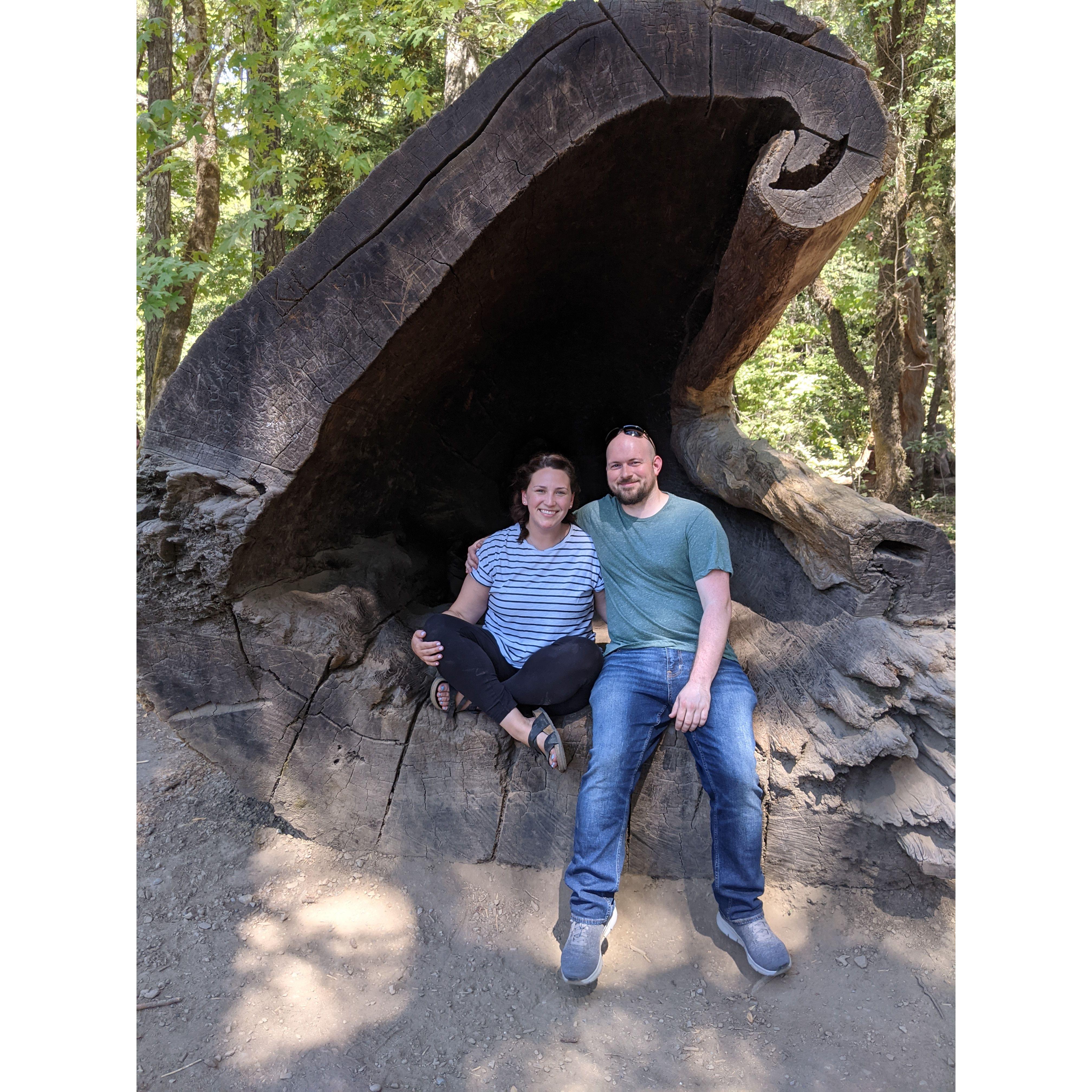 Our trip to the Redwood Forests