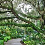 Harry P Leu Gardens