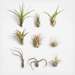 9-Piece Unique Air Plant Collection