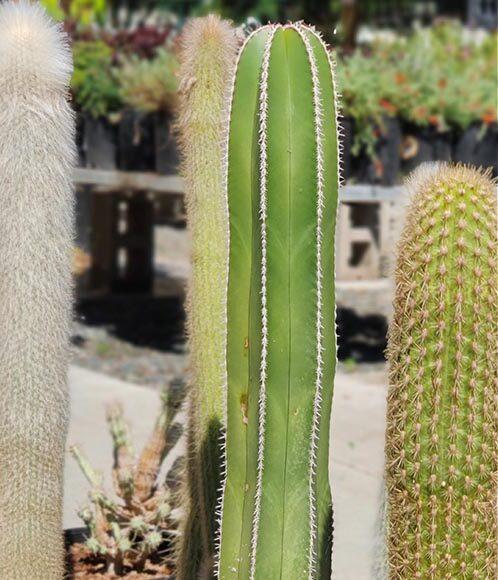 Mexican Border Fence Cactus