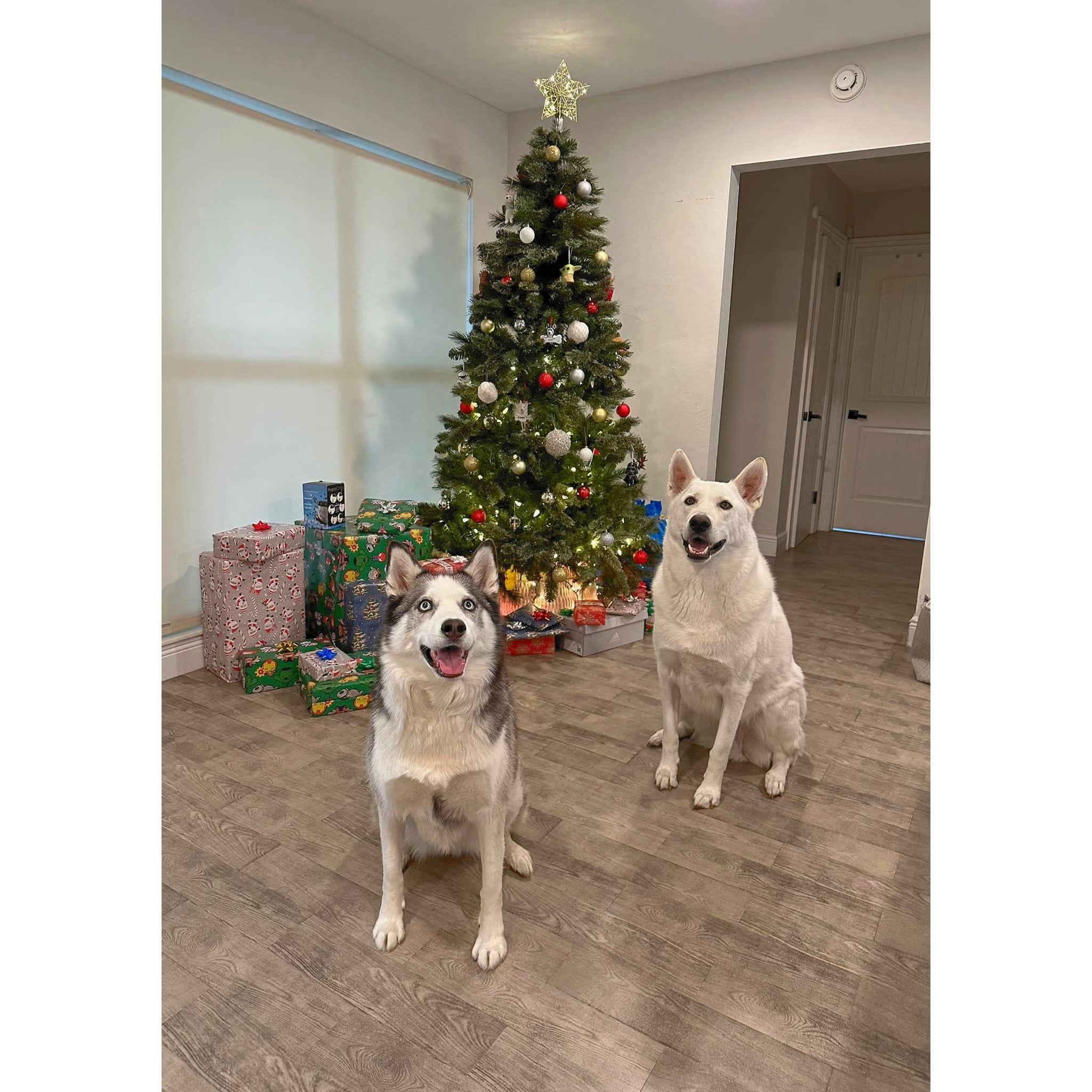 our babies. Ghost & Apollo