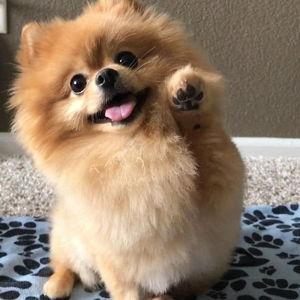 Our New Puppy Fund