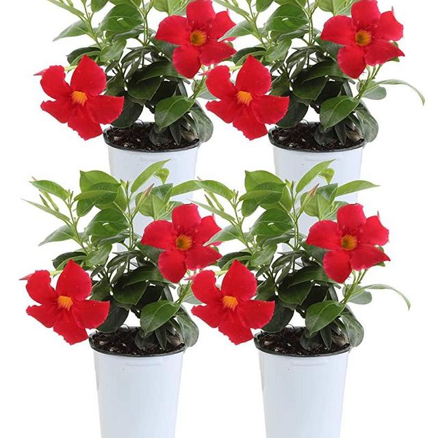 Costa Farms Live Mandevilla Outdoor Plant in 1 QT Grower Pot, 1QT, 4-Pack, Red Flowers