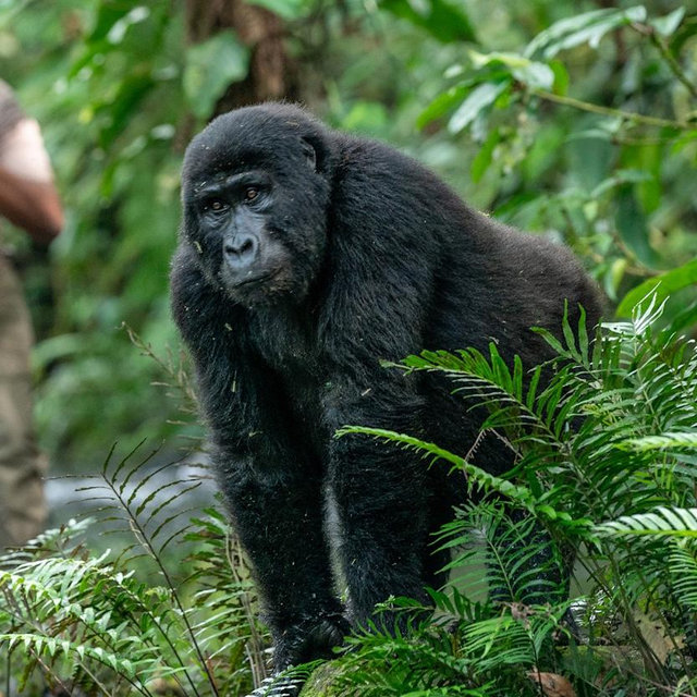 Gorilla Trek Permits
