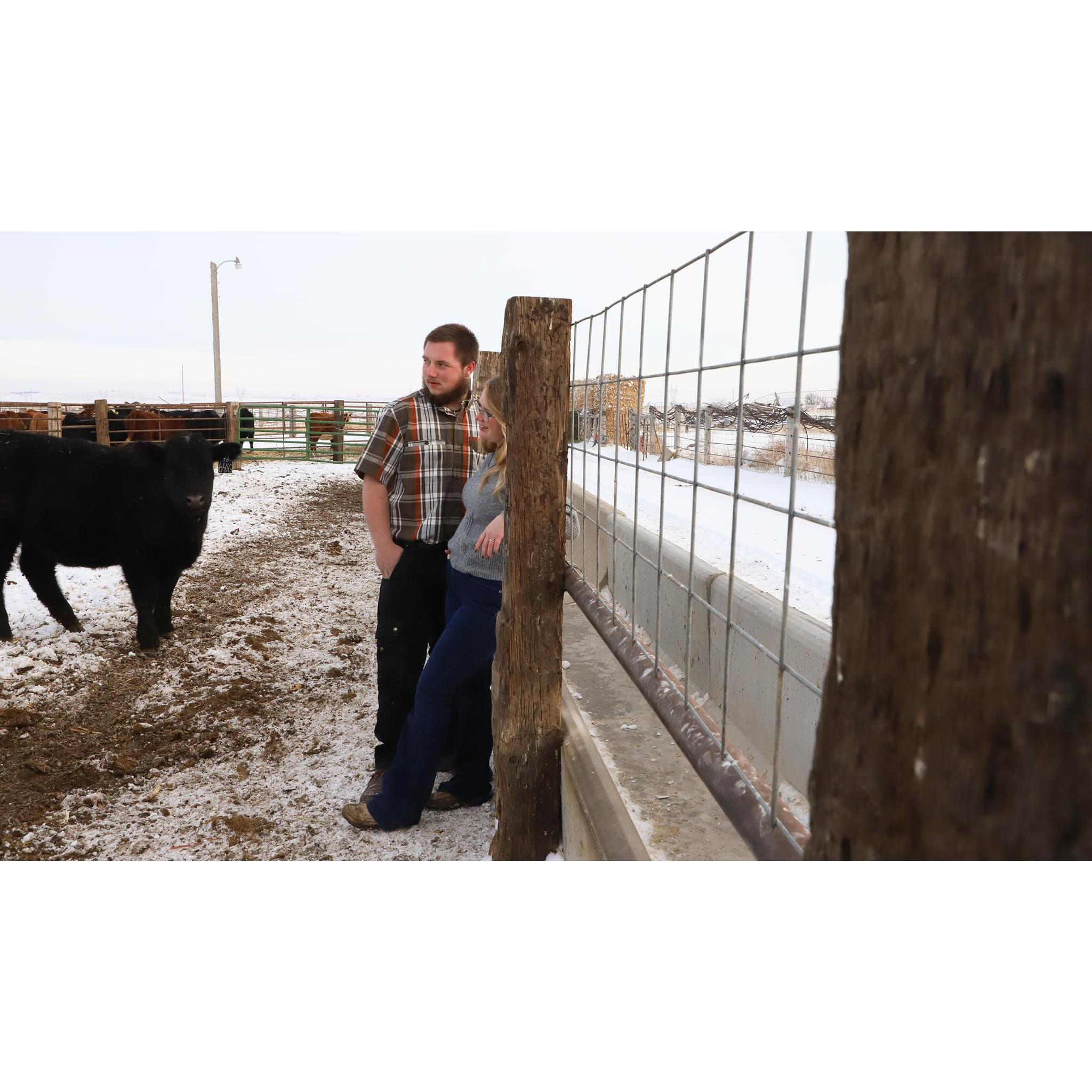 Talking cows, of course