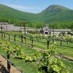 Yonah Mountain Vineyards