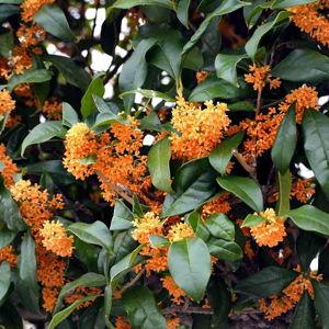 Beautiful Osmanthus