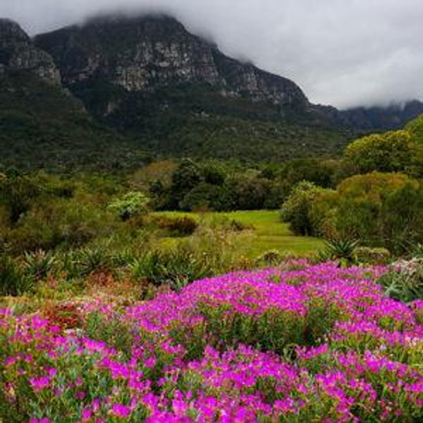 Kristenbosch Botanical Garden Tour