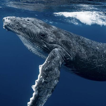 Whale Watch!