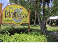 The Island Cow