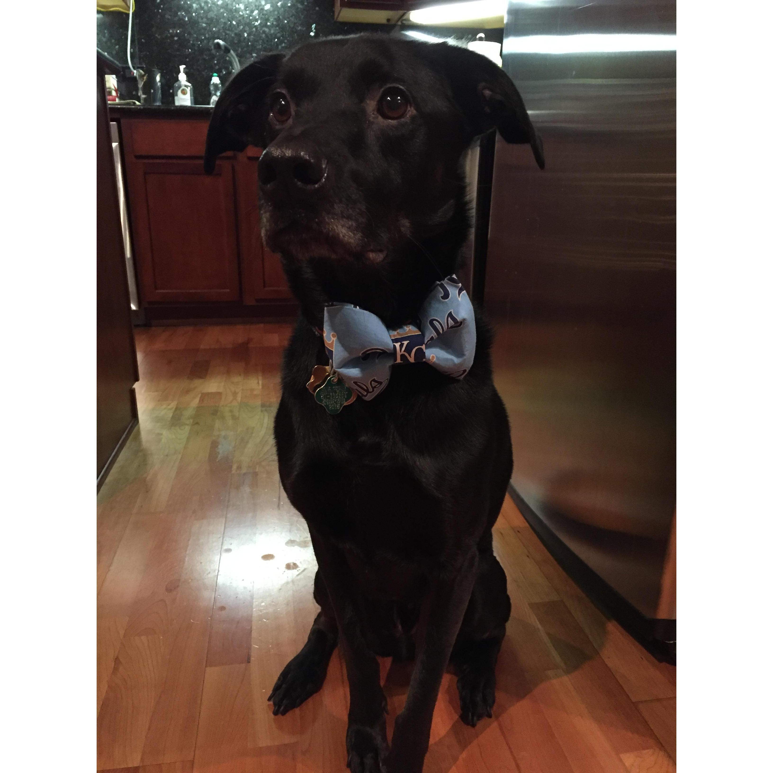 Sir Charles, the most dapper and adorable pup.