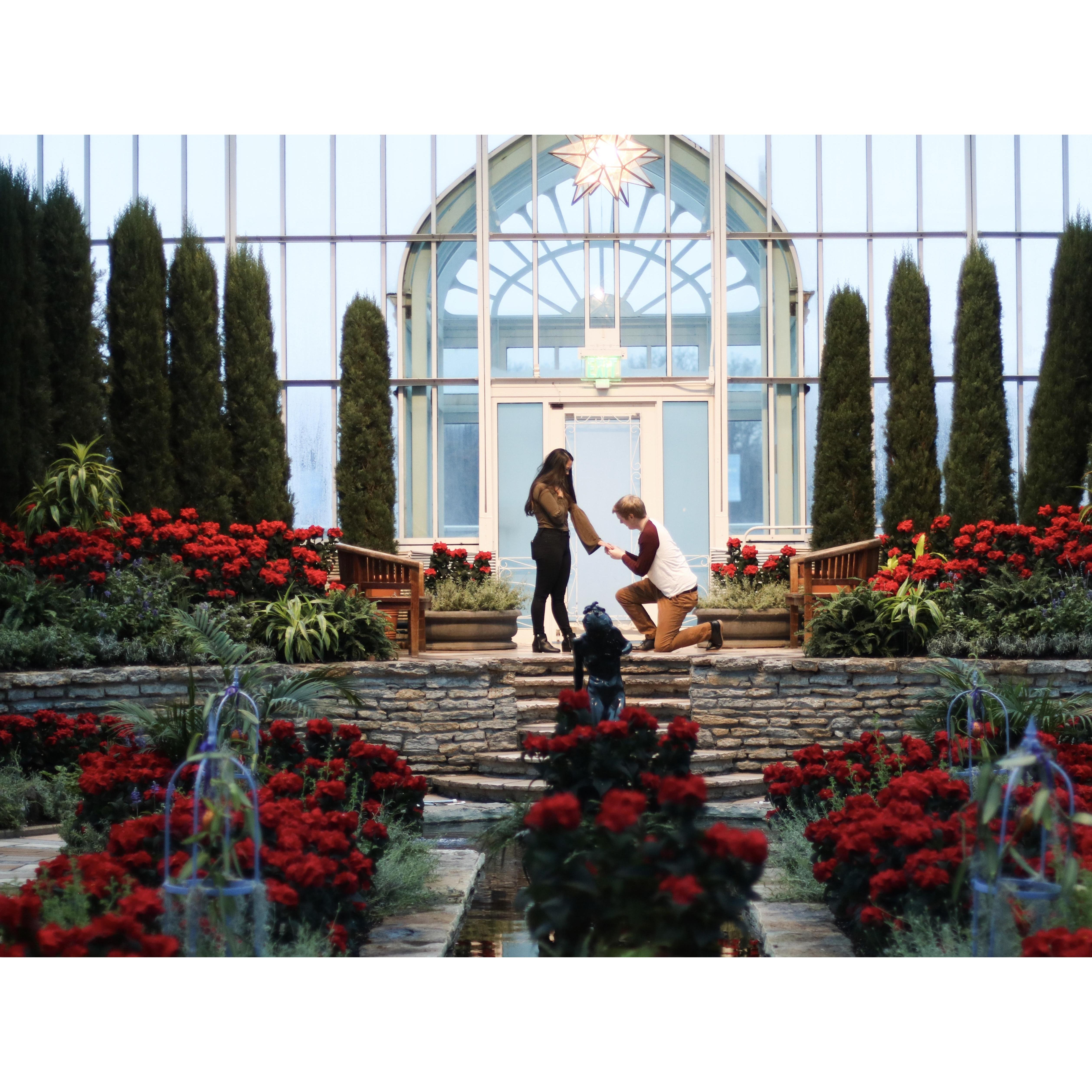 We did a proposal photo shoot for Como Park Zoo and Conservatory!