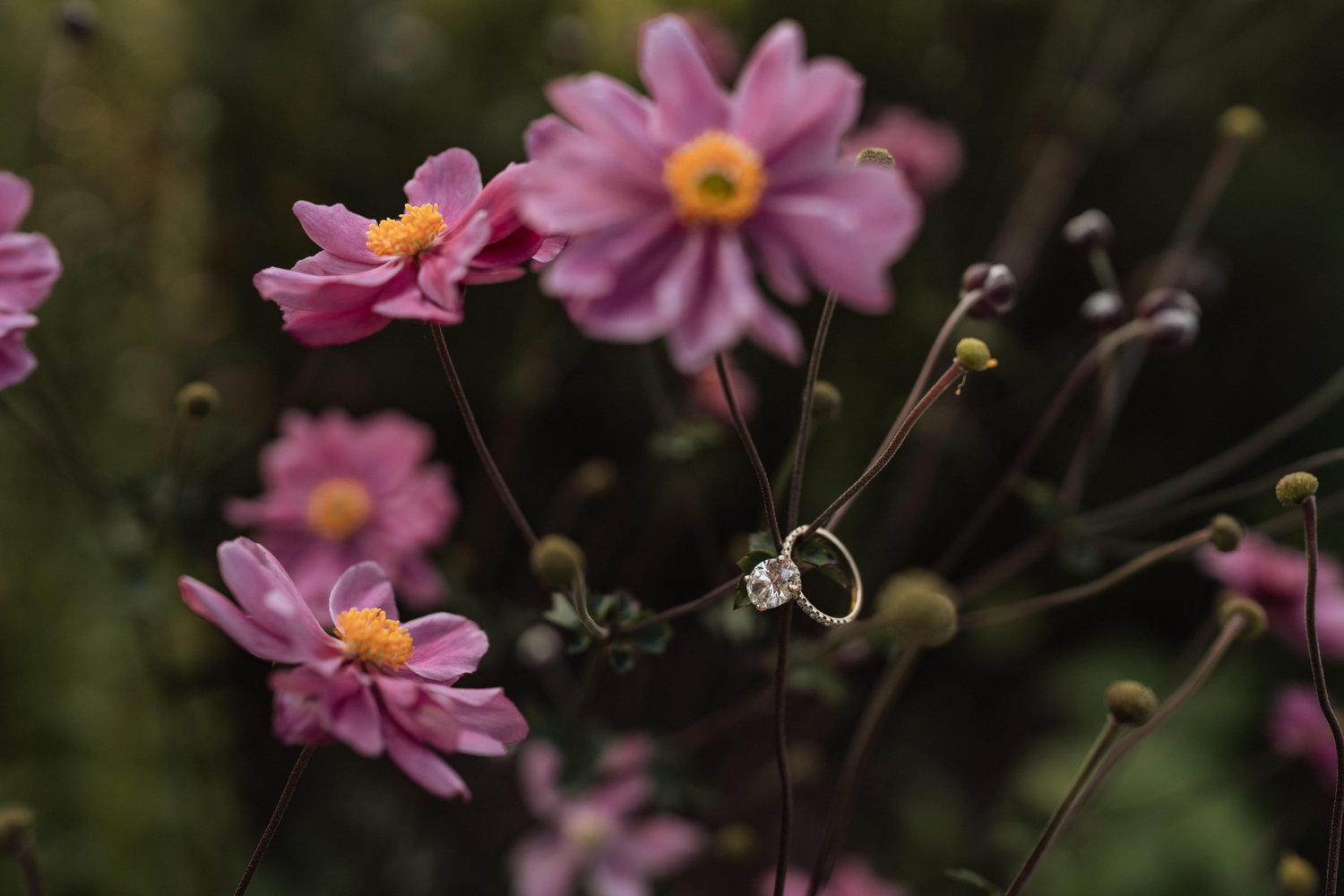 The Wedding Website of Lauryn O`Keefe and Matthew Scolaro