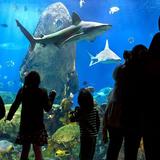 Tennessee Aquarium