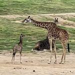 San Diego Zoo Safari Park