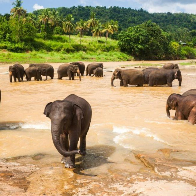Elephant Sanctuary Visit on our Honeymoon