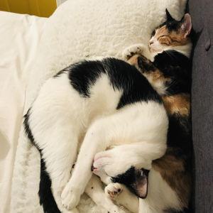 Cat Children Lifestyle