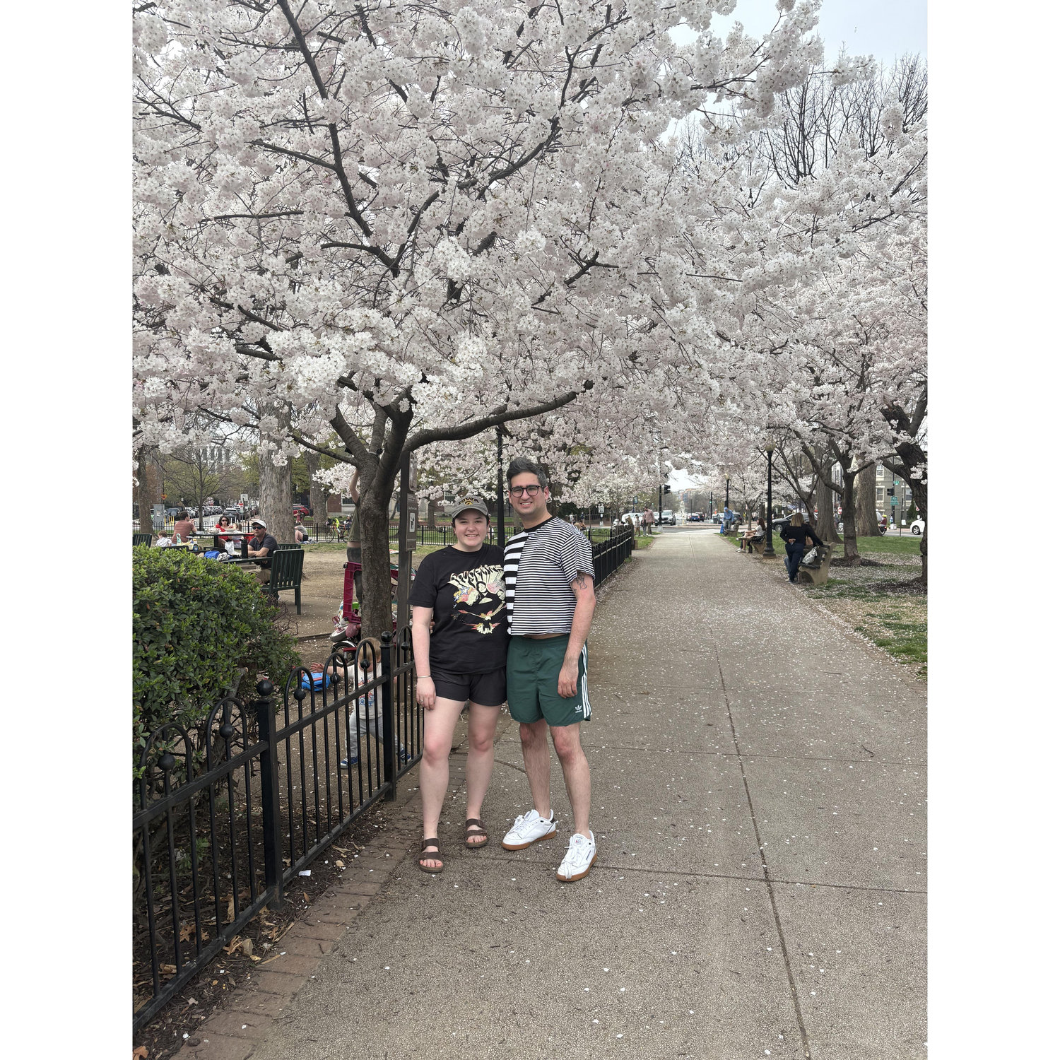 Cherry blossoms, 2025