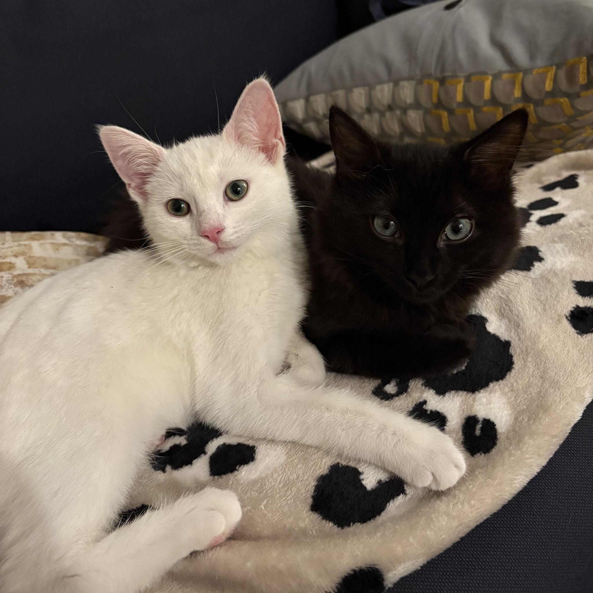 Shosh wanted to use this pic of Esme and Elsa for our Save the Date, with the caption "Our moms are getting married!" Lauren said no.