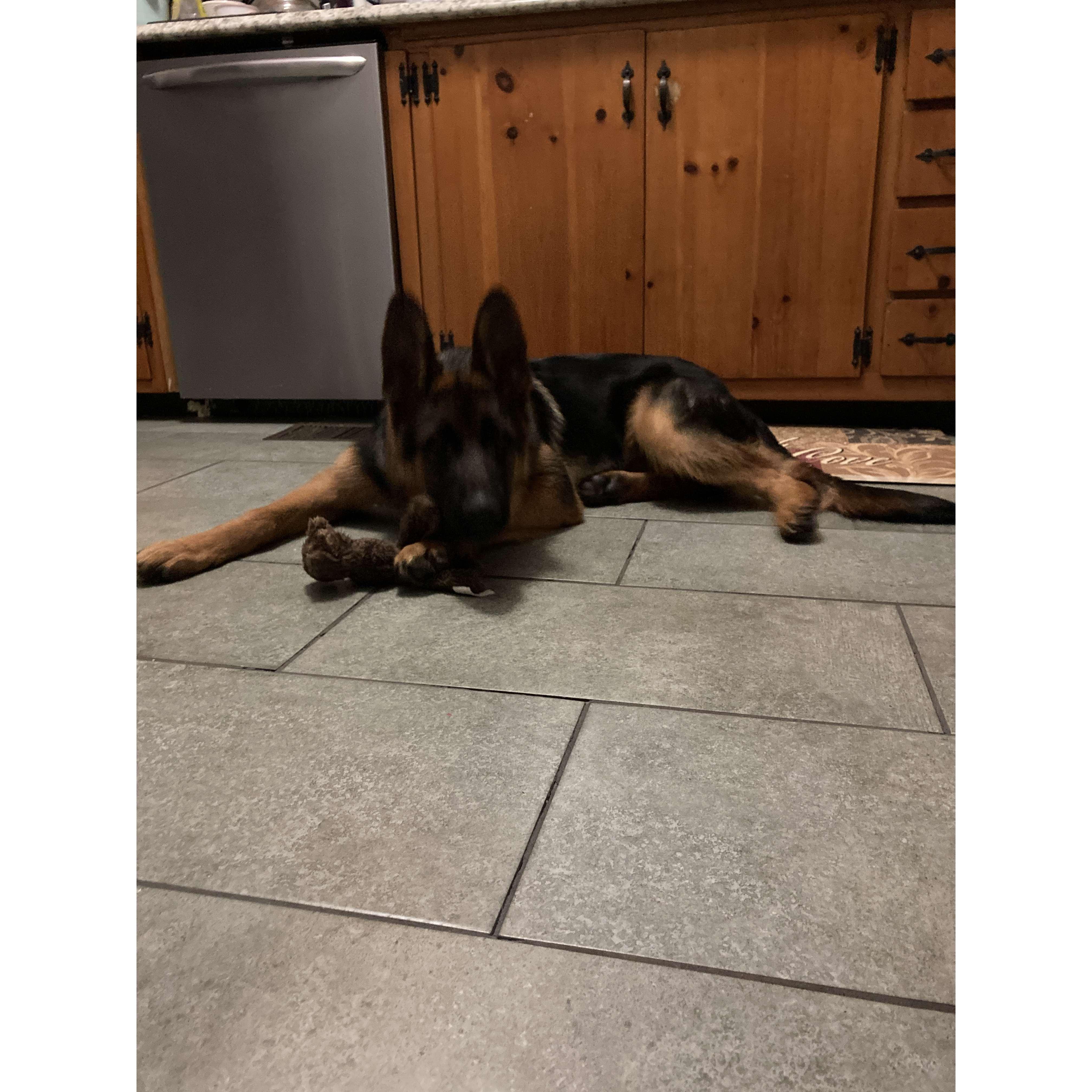 We adopted our first dog, Max, in January 2022. When we got him, he was already 5 months old!