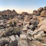 Joshua Tree