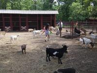 Hochatown Petting Zoo