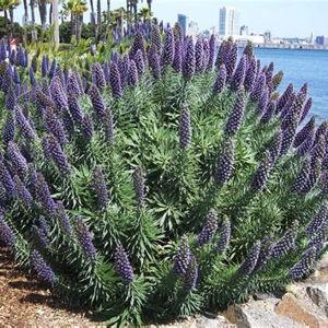 Pride of Madeira Bush