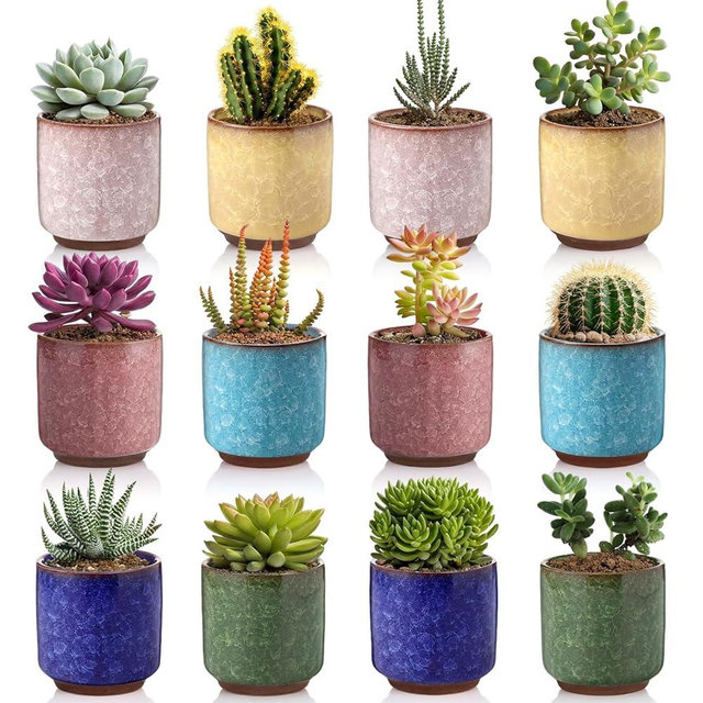 Ferrochef 12 Pack 2.36 Inch Small Ceramic Succulent Planter Pot with Drainage Hole, Mini Ice Crack Glaze Flower Pots for Indoor Succulent Planters for Cactus Plant Lover Gifts for Women Mom Coworker