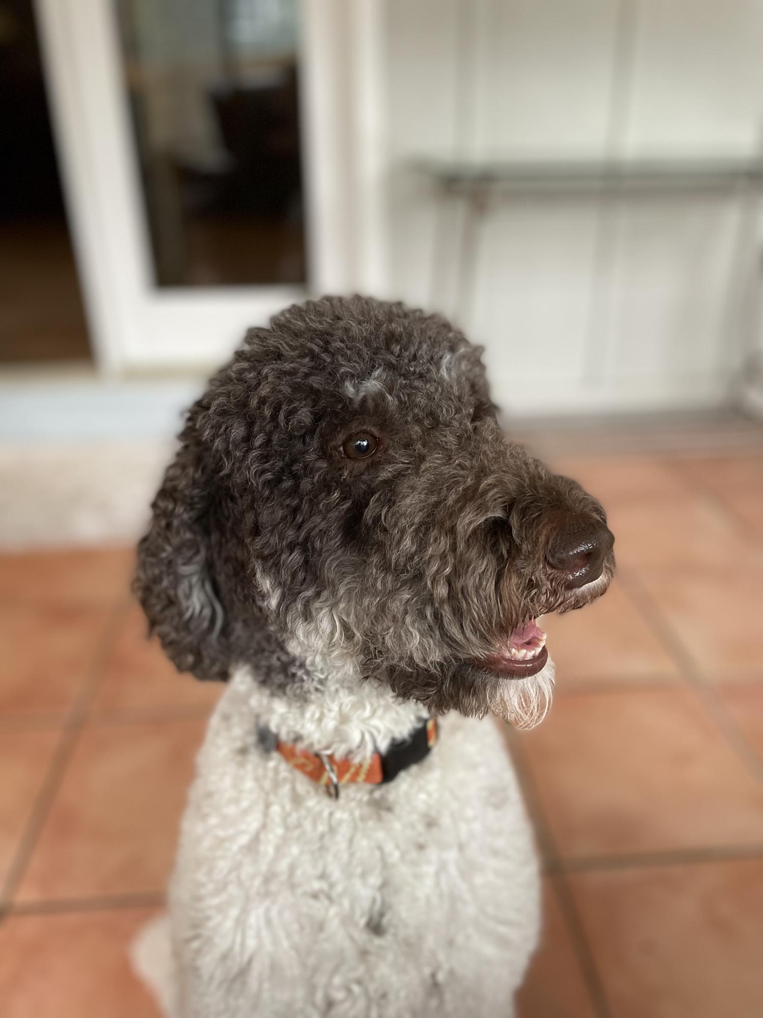 Miss Ophelia