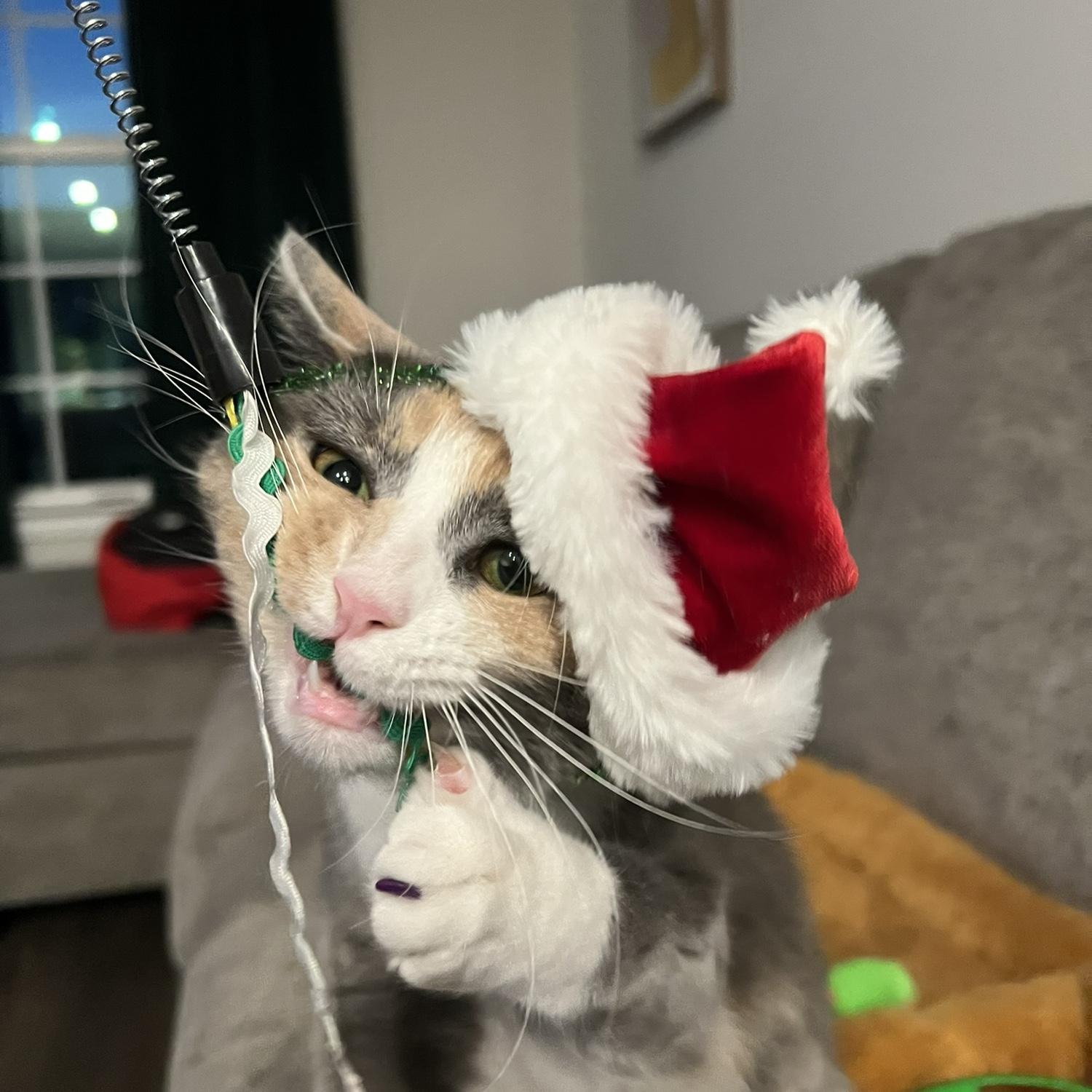 Our Cat Cleo
