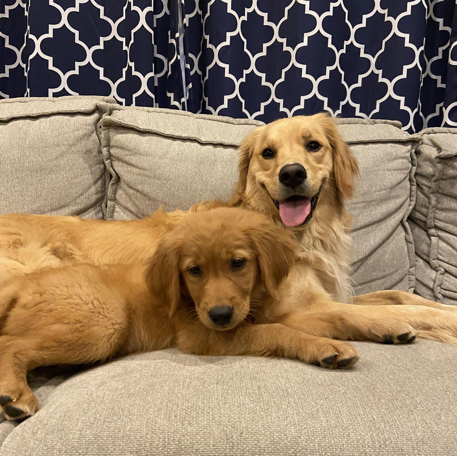 Then we decided we needed 2...and Bailey joined the family (the *craziest golden retriever puppy there ever was)