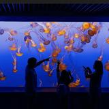 Monterey Bay Aquarium