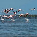 Chilika Lake