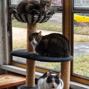 Honey Moon Cat Sitter