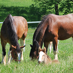 Warm Springs Ranch - Home of the Budweiser Clydesdales