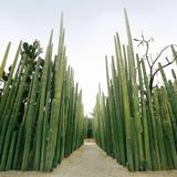 Jardín Etnobotánico de Oaxaca