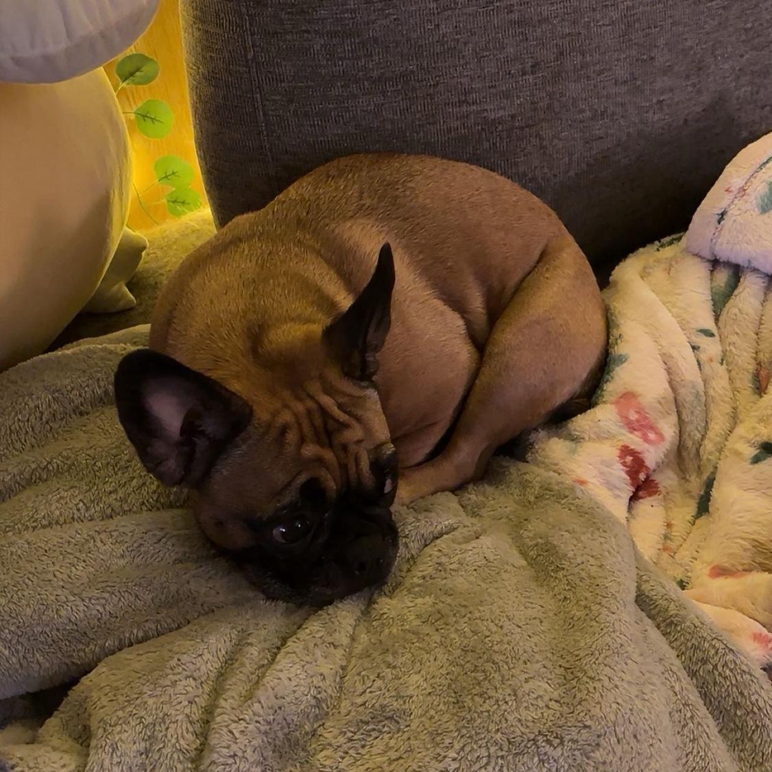 Mochi