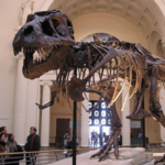 The Field Museum