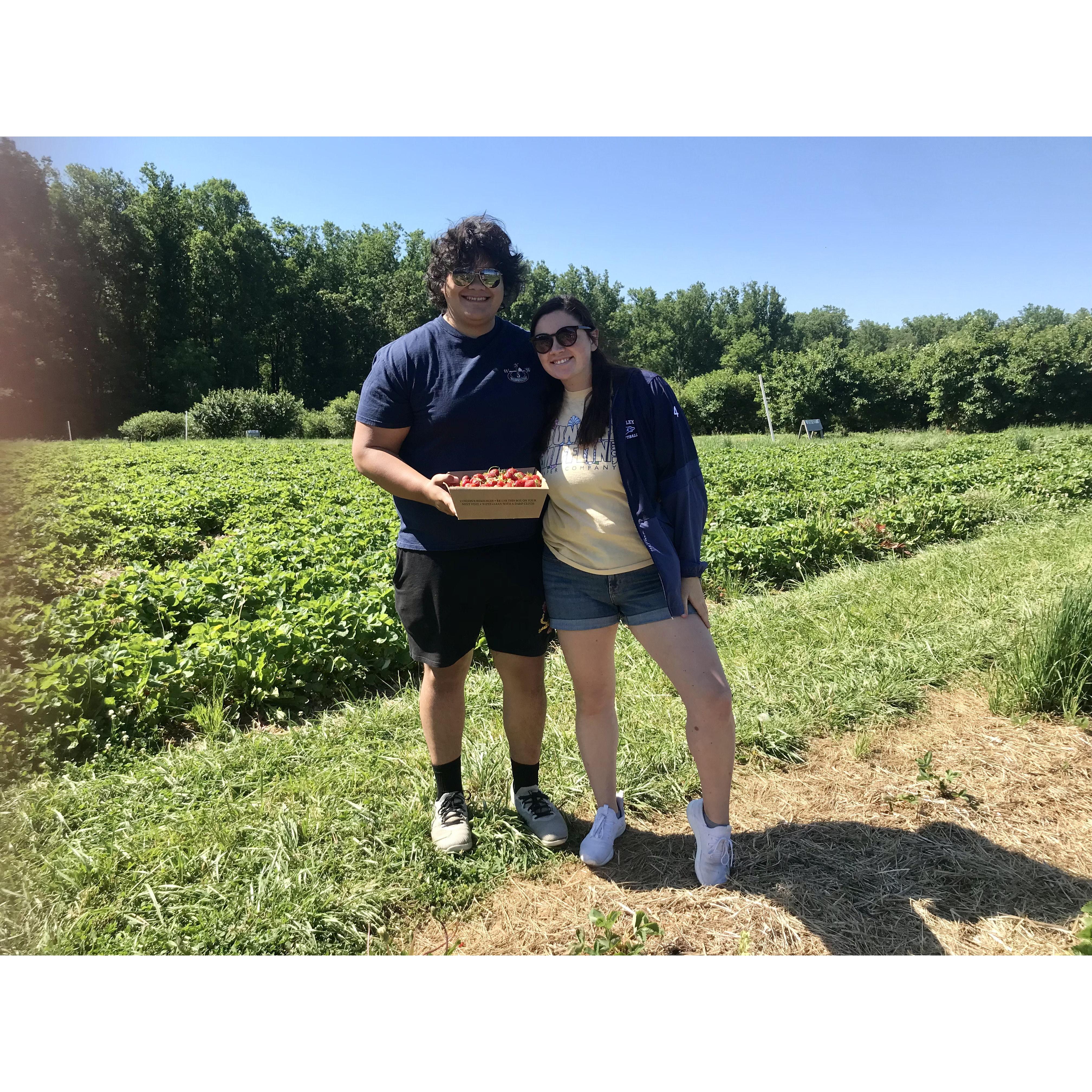 Strawberry Picking '2022