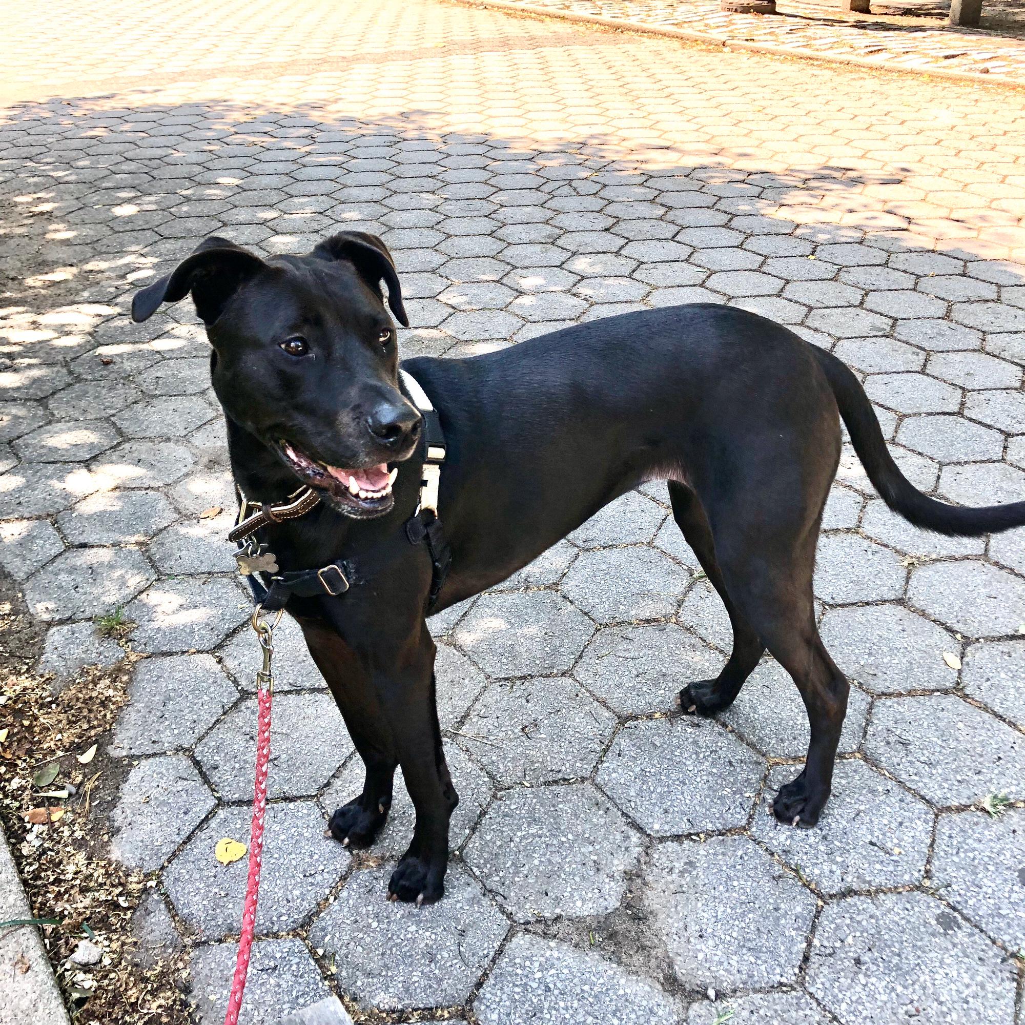 Taking Penny on a walk in Riverside Park, NYC close by our apartment in the Upper West Side.