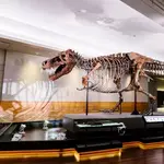 Field Museum