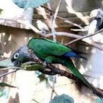 Bird Kingdom