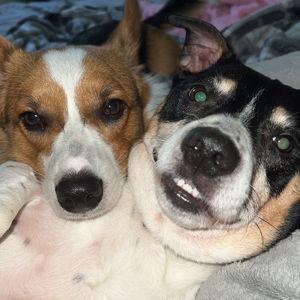 Buy Tripp & Chubbs some toys/treats!!