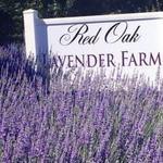 Red Oak Lavender Farm