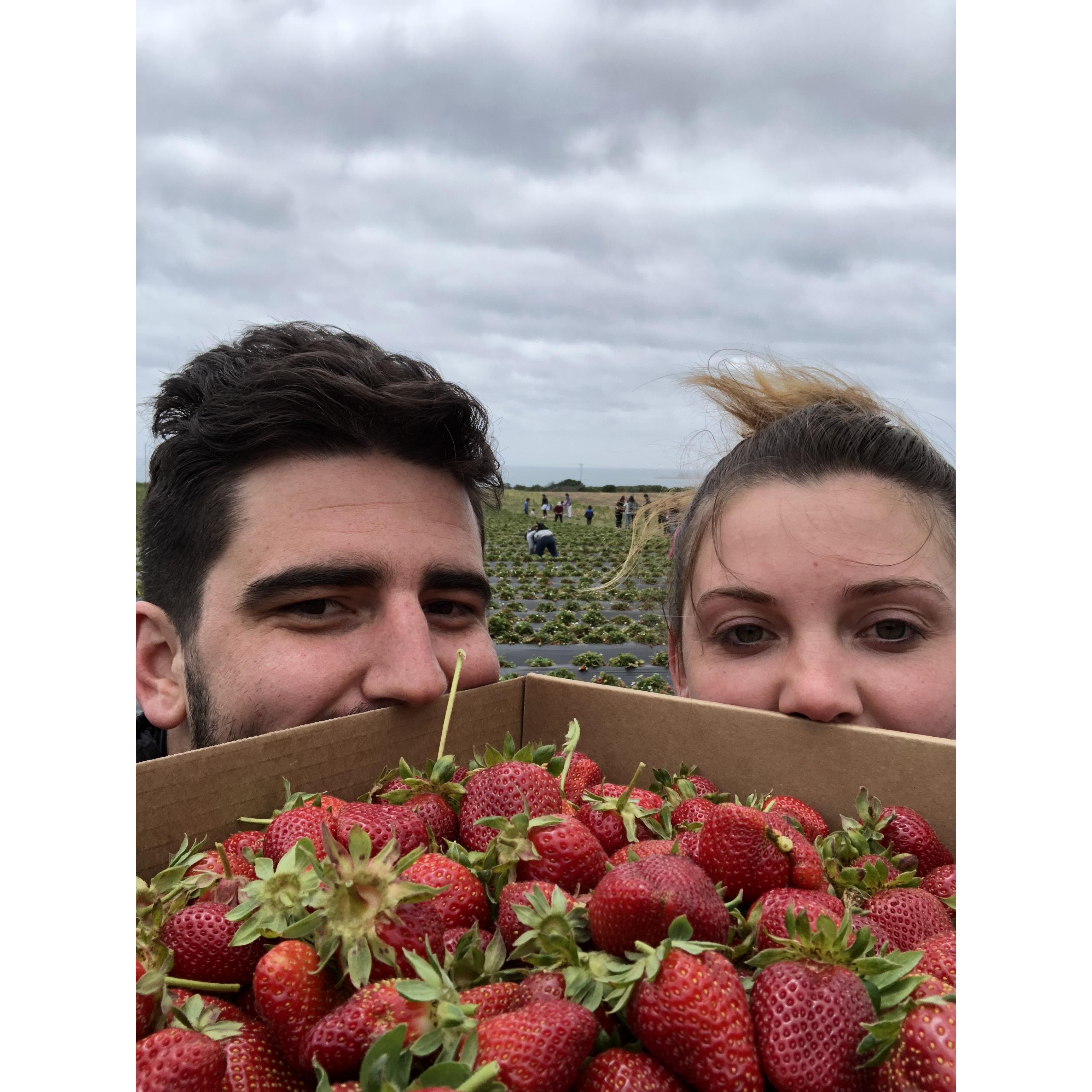 Strawberry picking along the Pacific Coast in Davenport, CA.