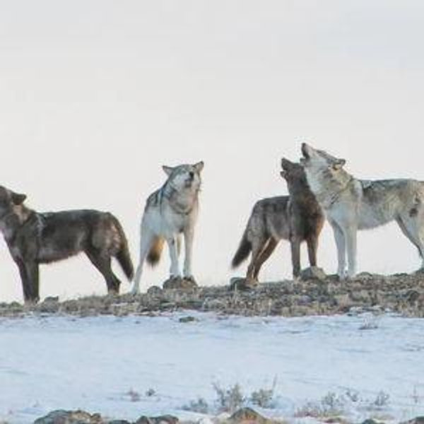 Yellowstone Forever Institute Wolf Project