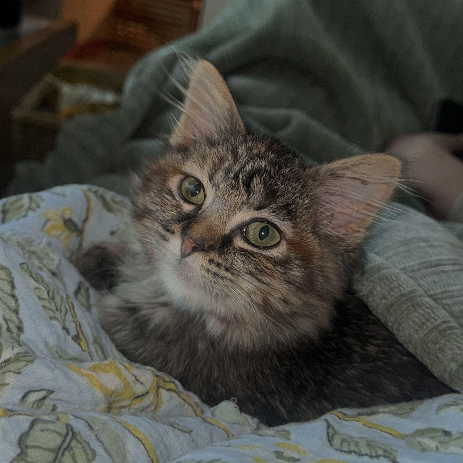 Petunia <3